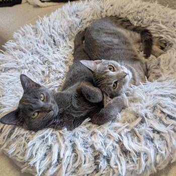 C-Note & Hundy bonded pair) -  Domestic Short Hair Cat for Adoption in Alexandria, Virginia - C-Note & Hundy Bonded Pair) | PetCurious