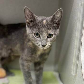 Rihanna -  Domestic Short Hair Cat for Adoption in Atlanta, Georgia - Rihanna | PetCurious