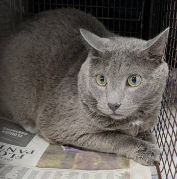 MAC GYVER -  Domestic Short Hair Cat for Adoption in Fort Lauderdale, Florida - MAC GYVER | PetCurious