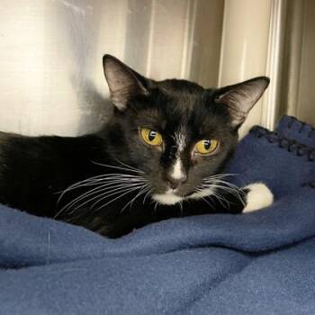 Domestic Short Hair Cats Available for Adoption in Wheaton, Illinois - Convenia (Bashful Buddy) | PetCurious