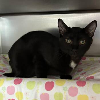 Domestic Short Hair Cats Available for Adoption - Jazz Bar | PetCurious