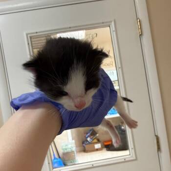Stockholm -  Domestic Short Hair Cat for Adoption in Kanab, Utah - Stockholm | PetCurious