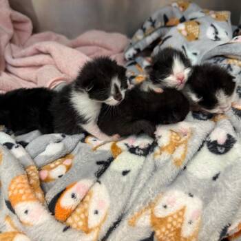 Pebble -  Domestic Short Hair Cat for Adoption in Tulsa, Oklahoma - Pebble | PetCurious