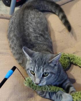 Briar -  Domestic Short Hair Cat for Adoption in Syracuse, New York - Briar | PetCurious