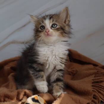 Rescue Domestic Long Hair Cats for Adoption - Willow 5 | PetCurious