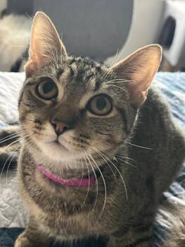 Rescue Domestic Short Hair Cats for Adoption in Woodstock, Illinois - Zig Zag | PetCurious