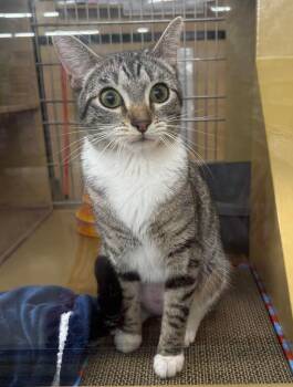 Tabby and Domestic Short Hair Cats Available for Adoption in Gladstone, Oregon - Cupcake Icing | PetCurious