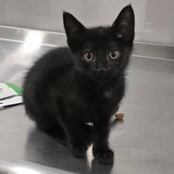 Salem -  Domestic Short Hair Cat for Adoption in Washburn, Missouri - Salem | PetCurious