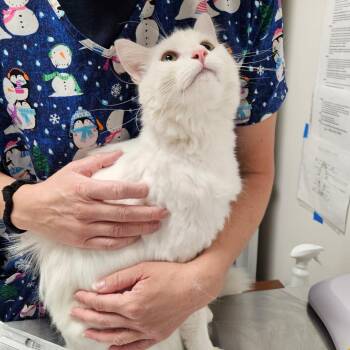 Kirby -  Domestic Long Hair Cat for Adoption in Oneonta, New York - Kirby | PetCurious