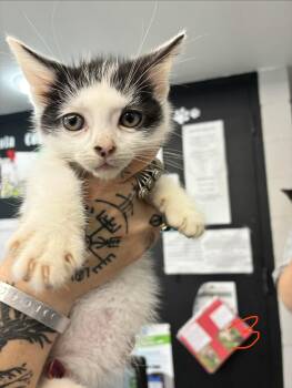 Mel -  Domestic Short Hair Cat for Adoption in Caro, Michigan - Mel | PetCurious