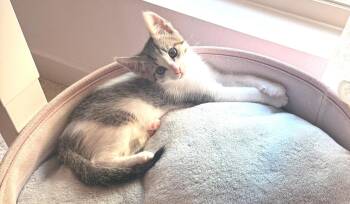 sven -  Domestic Short Hair and Tabby Cat for Adoption in San Jose, California - Sven | PetCurious