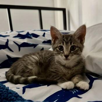 Moonstone -  Domestic Short Hair Cat for Adoption in Jupiter, Florida - Moonstone | PetCurious