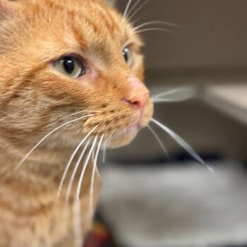 Rescue Domestic Short Hair Cats for Adoption in Wheeling, Illinois - Nutmeg | PetCurious