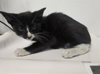 RITSU -  Domestic Short Hair Cat for Adoption in Camarillo, California - RITSU | PetCurious