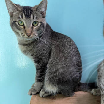 Rescue Domestic Short Hair Cats for Adoption in Victoria, British Columbia - Comet | PetCurious