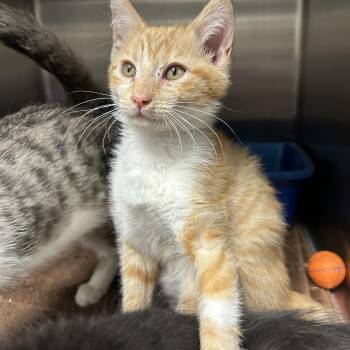 Rescue Domestic Short Hair Cats for Adoption in La Grange Park, Illinois - Anemone 6 Of 6 | PetCurious