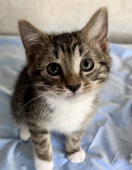 Domestic Short Hair Cats Available for Adoption in Rocky Hill, Connecticut - Lupin | PetCurious