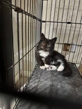James -  Domestic Long Hair Cat for Adoption in Absecon, New Jersey - James | PetCurious