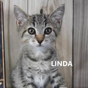 Linda -  Domestic Short Hair Cat Available for Adoption in Yuma, Arizona - Linda | PetCurious