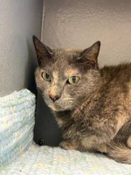 Saturn -  Domestic Short Hair Cat for Adoption in West Chester, Pennsylvania - Saturn | PetCurious