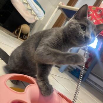 Will -  Domestic Short Hair Cat for Adoption in Middletown, New York - Will | PetCurious