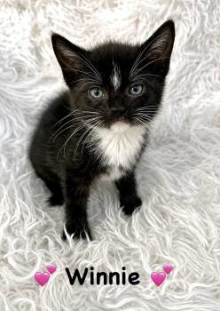 Winnie -  Domestic Short Hair Cat for Adoption in Copley, Ohio - Winnie | PetCurious