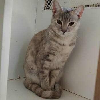 Lulu -  Domestic Short Hair Cat for Adoption in Union, Missouri - Lulu | PetCurious