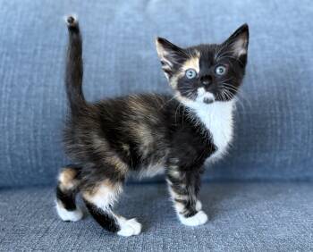 Tsunami -  Domestic Short Hair Cat for Adoption in Fruit Heights, Utah - Tsunami | PetCurious
