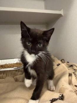 Peachy -  Domestic Short Hair Cat for Adoption in Atlanta, Georgia - Peachy | PetCurious