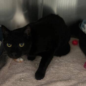 Loki -  Domestic Short Hair Cat for Adoption in Labelle, Florida - Loki | PetCurious