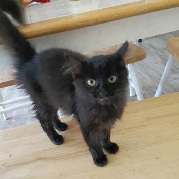 Winifred (Winnie) -  Domestic Medium Hair Cat for Adoption in Norman, Oklahoma - Winifred (Winnie) | PetCurious