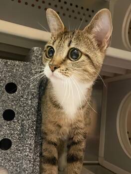 Rescue Domestic Short Hair Cats for Adoption in Nashville, Tennessee - Glitter | PetCurious