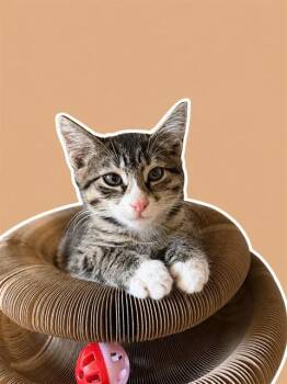 Domestic Short Hair Cats Available for Adoption in Sarasota, Florida - DAVID | PetCurious