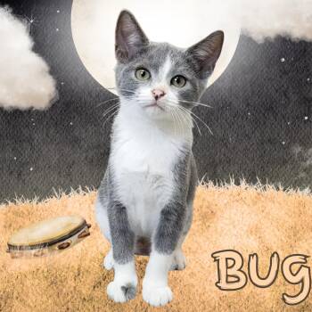 Bug -  Domestic Short Hair Cat for Adoption in Aransas Pass, Texas - Bug | PetCurious