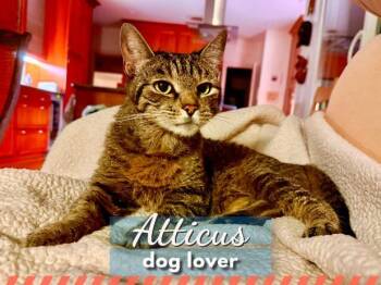 Atticus - courtesy post -  Tabby Cat for Adoption in Los Angeles, California - Atticus - Courtesy Post | PetCurious