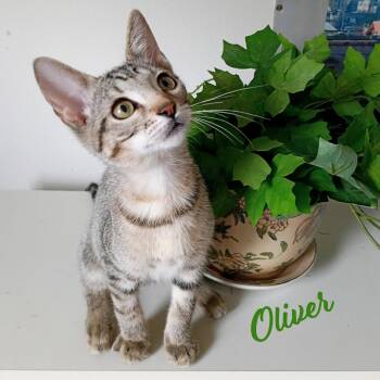Oliver #tabby-IV-pack -  Tabby and Domestic Short Hair Cat for Adoption in Houston, Texas - Oliver #tabby-IV-pack | PetCurious