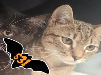 Rescue Domestic Short Hair Cats for Adoption in Santa Cruz, California - ROMI* | PetCurious