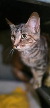 Rescue Domestic Short Hair Cats for Adoption in Saginaw, Michigan - Leila | PetCurious