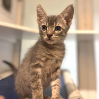 Vastus -  Domestic Short Hair Cat for Adoption in Los Angeles, California - Vastus | PetCurious