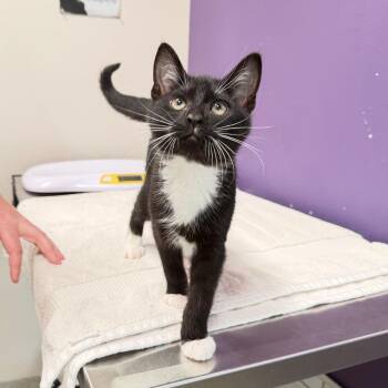 Nyx -  Domestic Short Hair Cat for Adoption in Englewood, Florida - Nyx | PetCurious
