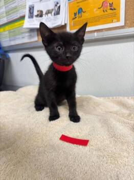 Rescue Domestic Short Hair Cats for Adoption in Camarillo, California - A873028 | PetCurious
