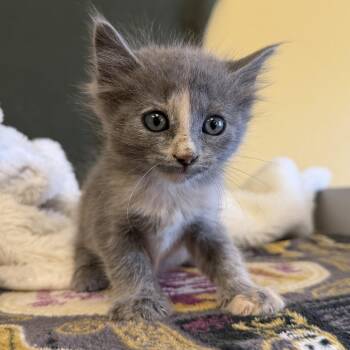 Rescue Domestic Medium Hair Cats for Adoption in Alpine, Texas - Twyla | PetCurious