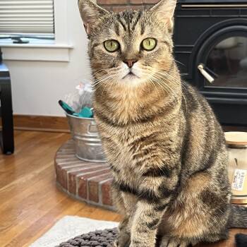 Rhea -  Scottish Fold Cat for Adoption - Rhea | PetCurious