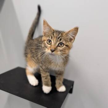 Carbonara -  Domestic Short Hair Cat for Adoption in Cape Girardeau, Missouri - Carbonara | PetCurious