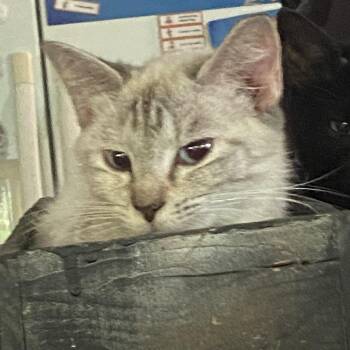 Rescue Siamese Cats for Adoption in Waveland, Indiana - Margie | PetCurious