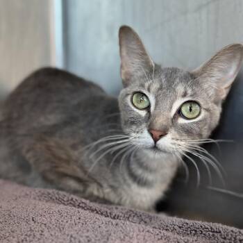 Domestic Short Hair Cats Available for Adoption in Matteson, Illinois - Gypsy | PetCurious