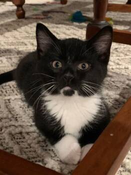 Fio -  Domestic Short Hair Cat for Adoption in Dayton, Minnesota - Fio | PetCurious