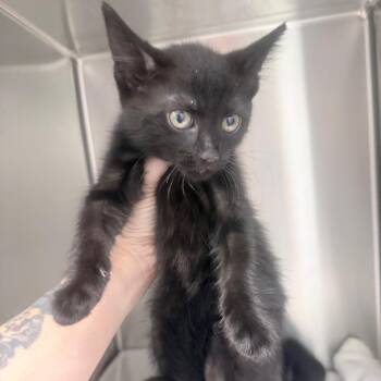 Jetty -  Domestic Short Hair Cat for Adoption in Jupiter, Florida - Jetty | PetCurious