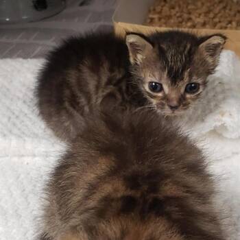 WEDGE -  Domestic Short Hair Cat for Adoption in Charlotte, North Carolina - WEDGE | PetCurious