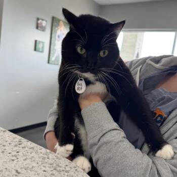 Gus -  Domestic Short Hair Cat for Adoption in Normal, Illinois - Gus | PetCurious
